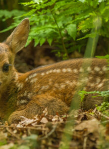 Afbeelding voor Jubileumdag Natuurbegraafplaats Huis ter Heide