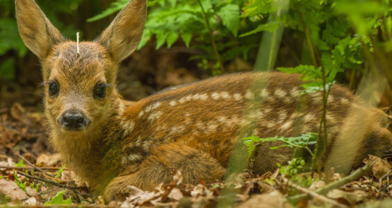 Afbeelding voor Jubileumdag Natuurbegraafplaats Huis ter Heide