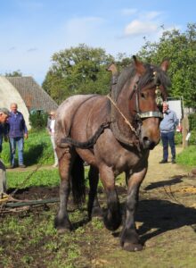 Afbeelding voor Aardappeldag in Museumdorp de Locht