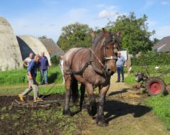 Afbeelding voor Aardappeldag in Museumdorp de Locht