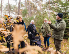 Afbeelding voor Herfstwandeling ism IVN Heeze-Leende